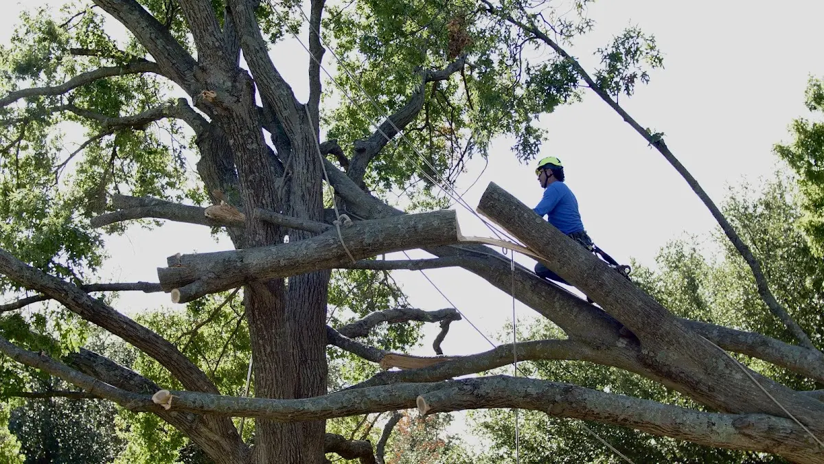 Professional Crown Thinning performed by certified arborists in Delta